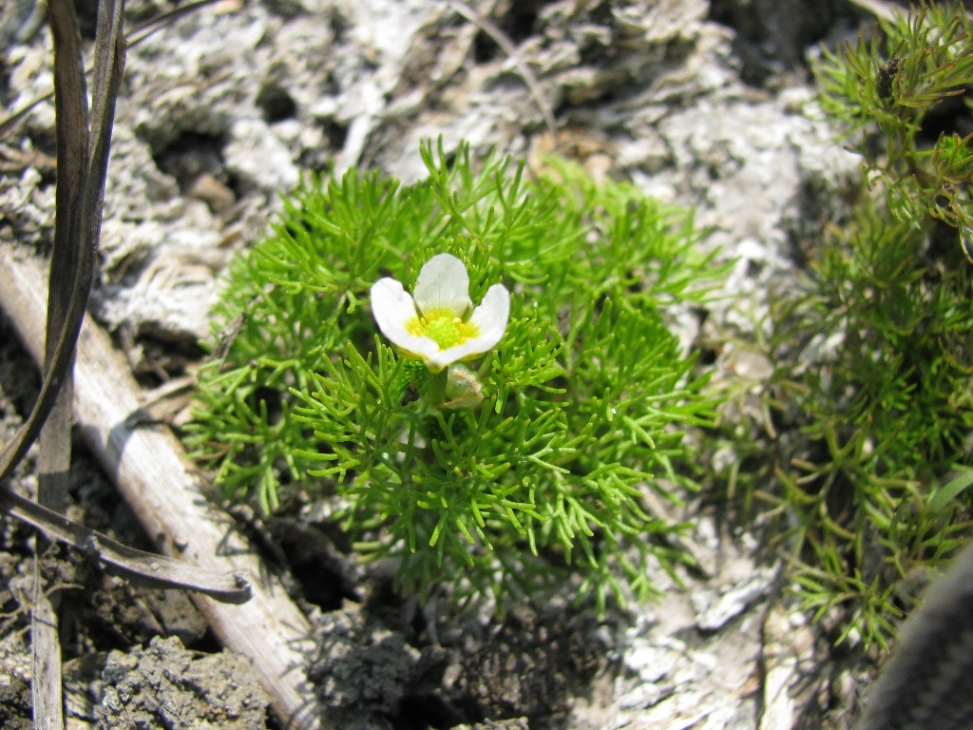 Изображение особи Ranunculus rionii.