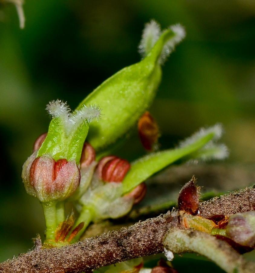 Image of Ulmus parvifolia specimen.