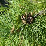 Pinus sylvestris