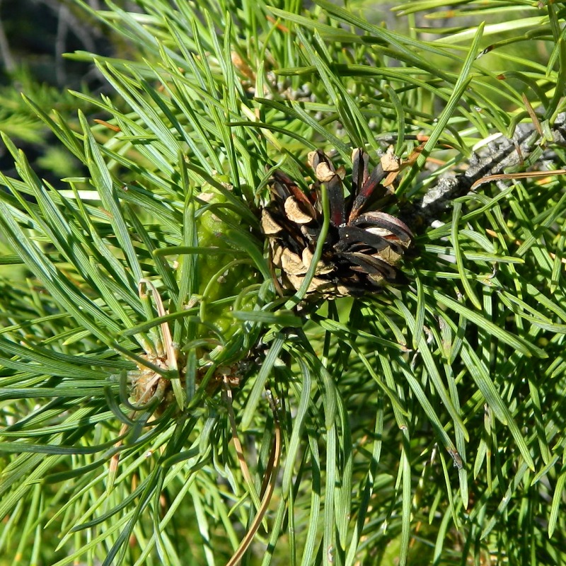 Изображение особи Pinus sylvestris.