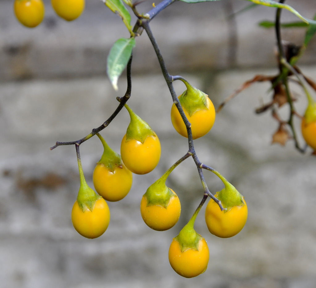 Image of Solanum laciniatum specimen.