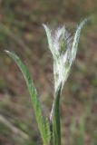 Convolvulus cantabrica