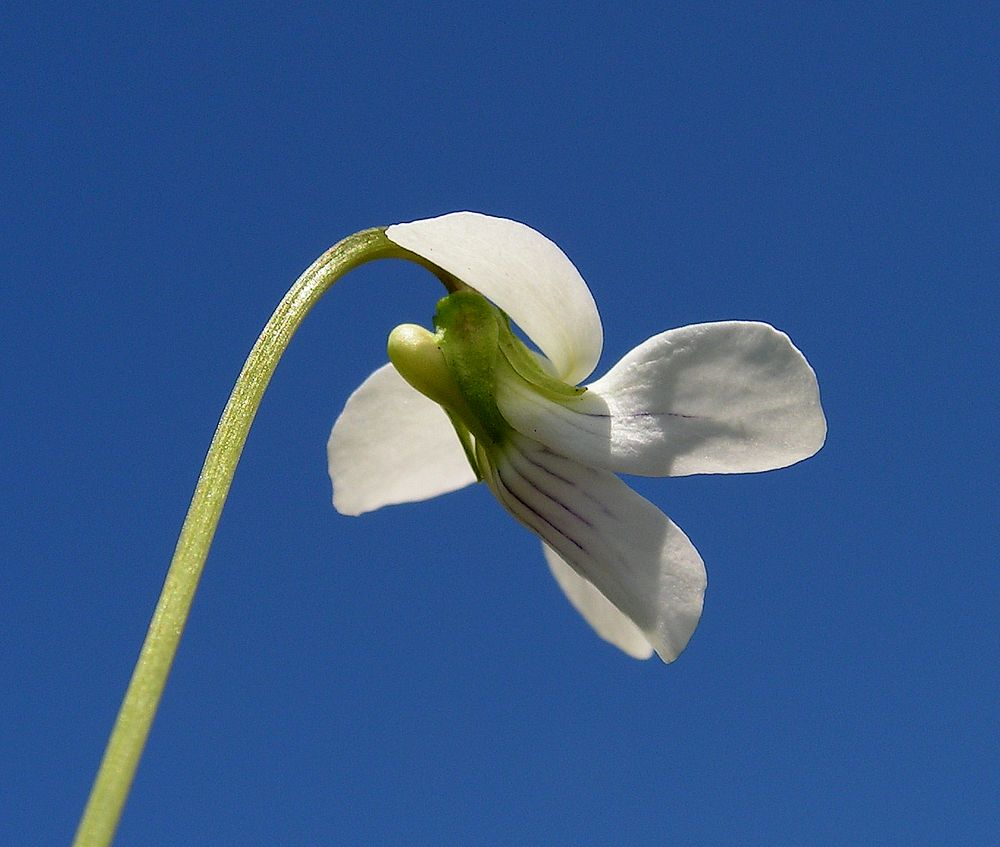 Изображение особи Viola patrinii.