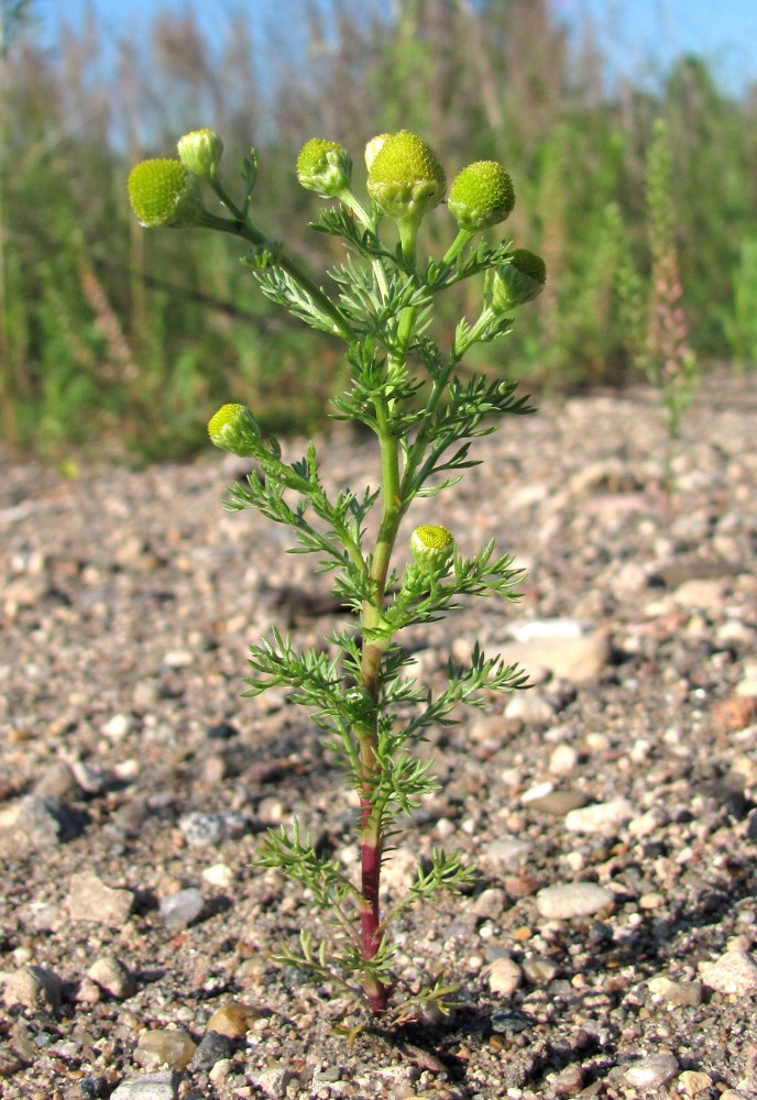 Image of Matricaria discoidea specimen.