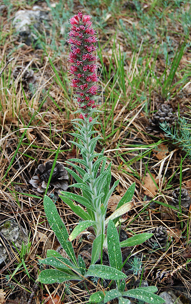 Изображение особи Echium popovii.