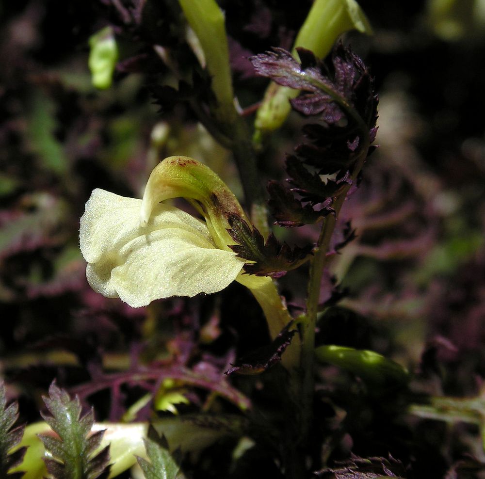 Изображение особи Pedicularis kuznetzovii.