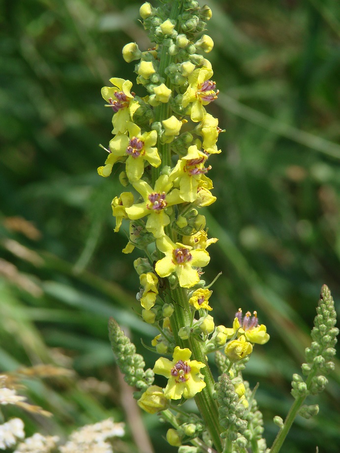 Изображение особи Verbascum nigrum.