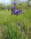 Iris sibirica