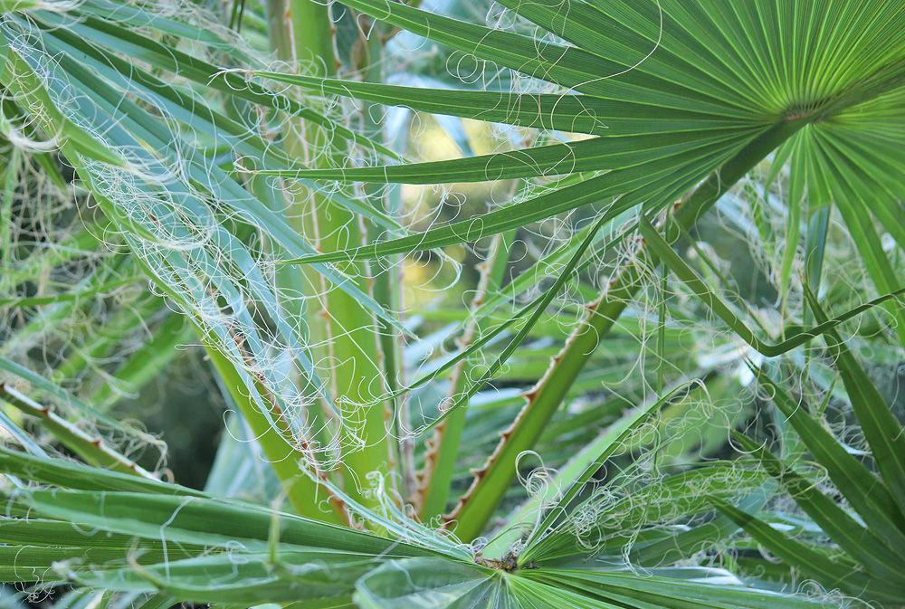 Image of Washingtonia filifera specimen.