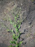 Lepidium latifolium