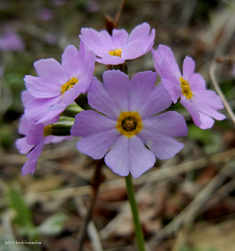 Изображение особи Primula matsumurae.