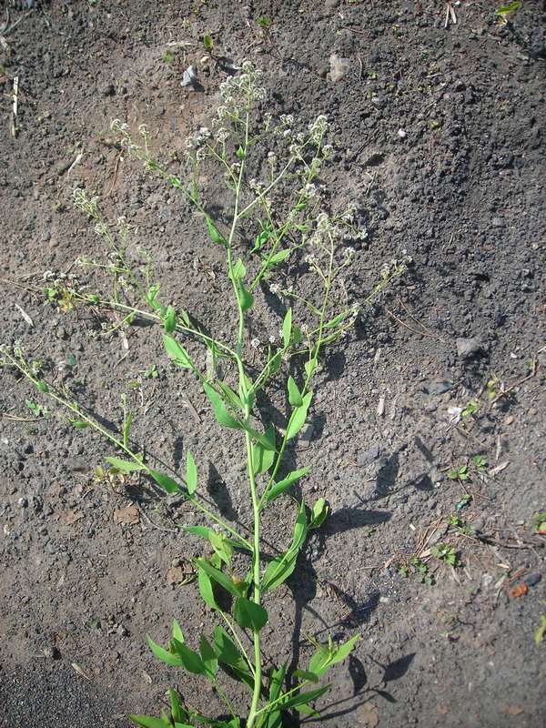 Image of Lepidium latifolium specimen.