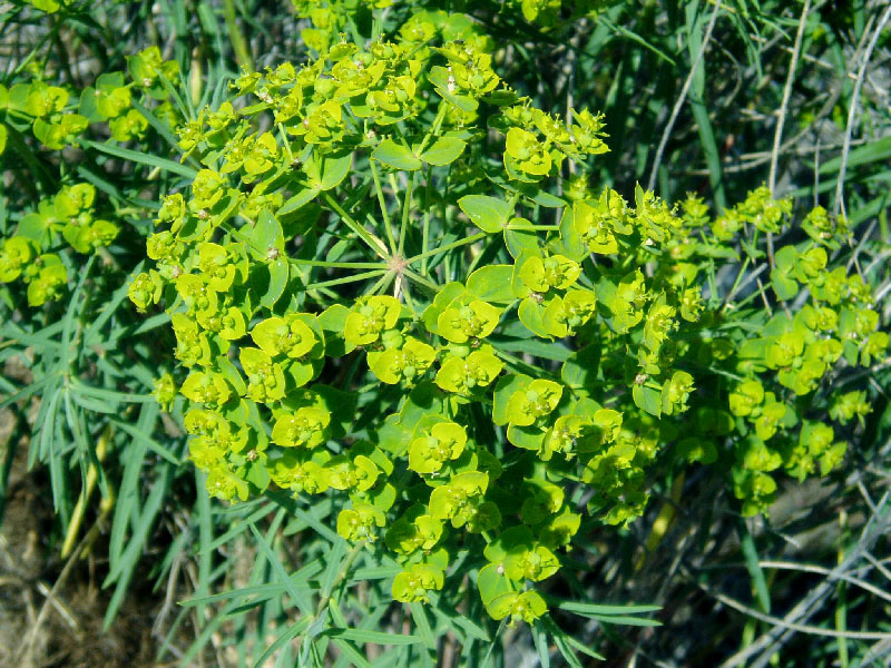 Image of Euphorbia jaxartica specimen.