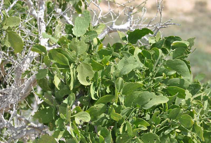 Image of Salvadora persica specimen.