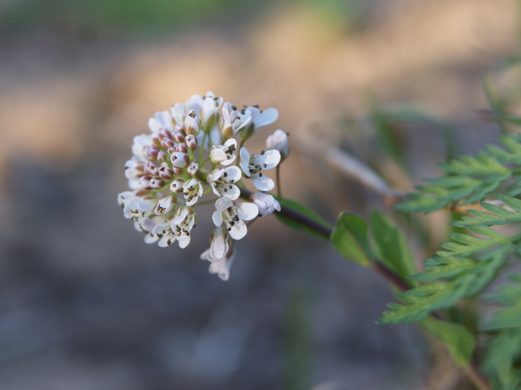 Изображение особи Noccaea caerulescens.