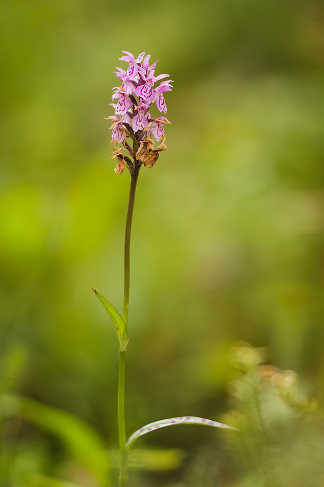 Изображение особи Dactylorhiza maculata.