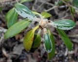 Rhododendron yakushimanum