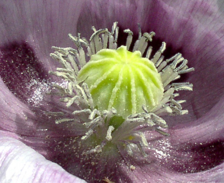 Image of Papaver somniferum specimen.