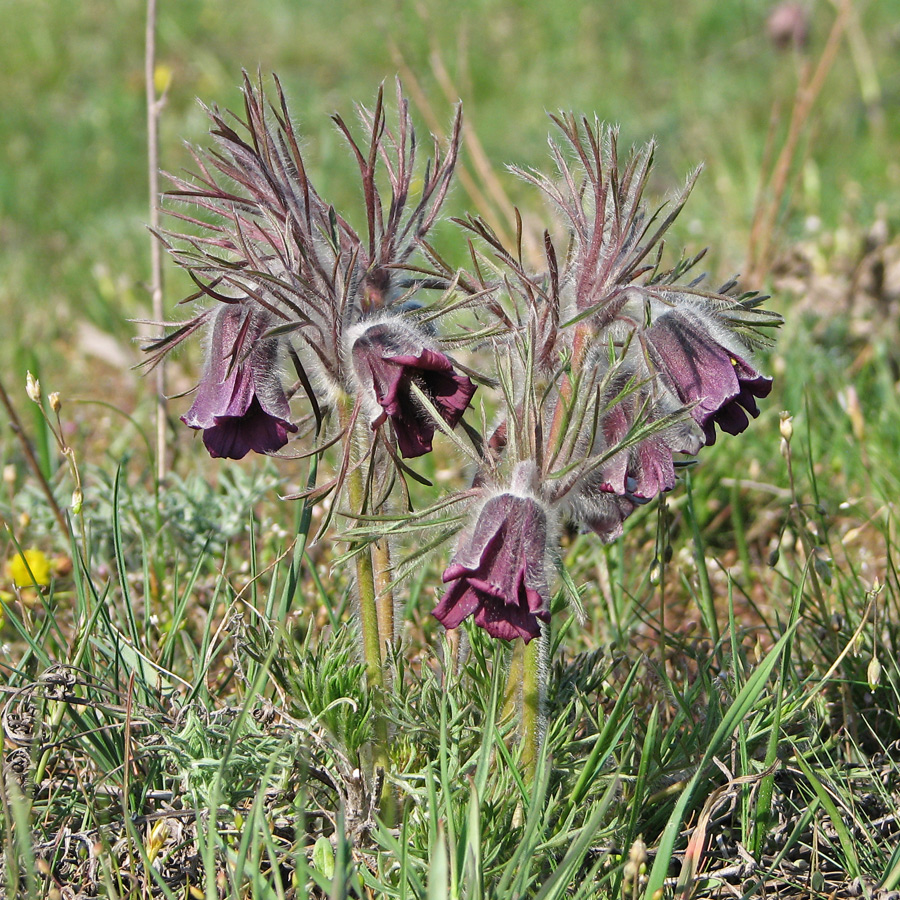 Image of Pulsatilla bohemica specimen.