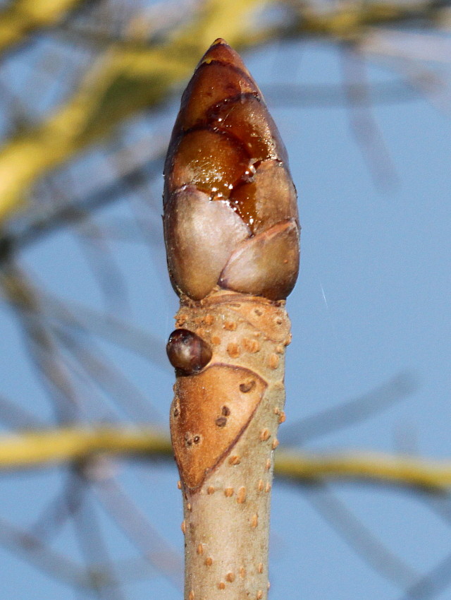 Image of Aesculus turbinata specimen.