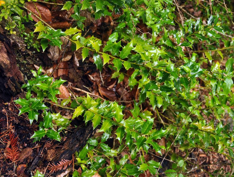 Image of Ilex colchica specimen.