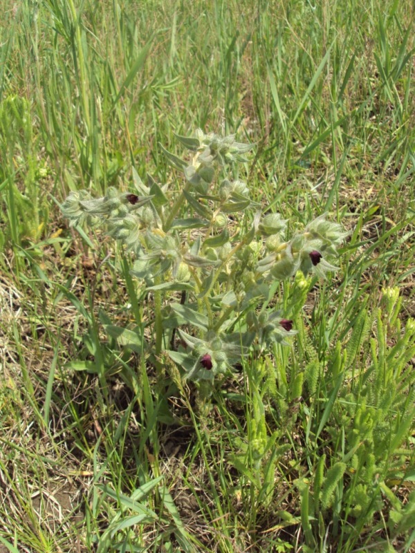 Image of Nonea rossica specimen.