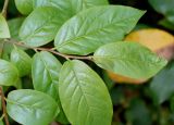 Aristotelia chilensis. Побег ('Maqui'). Германия, г. Дюссельдорф, Ботанический сад университета. 04.05.2014.