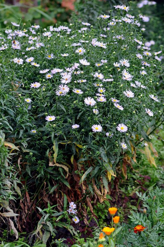 Image of Symphyotrichum novi-belgii specimen.