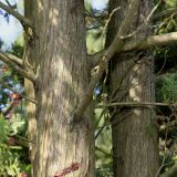 Austrocedrus chilensis. Средние части стволов многоствольного растения. Германия, г. Дюссельдорф, Ботанический сад университета. 04.05.2014.
