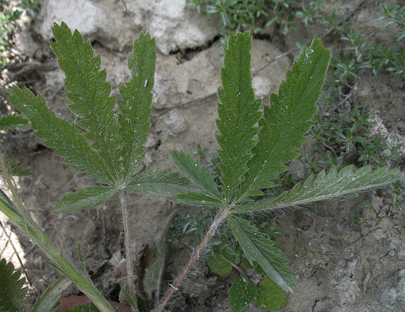 Изображение особи Potentilla recta.