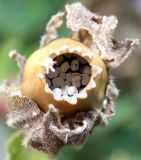 Melandrium latifolium