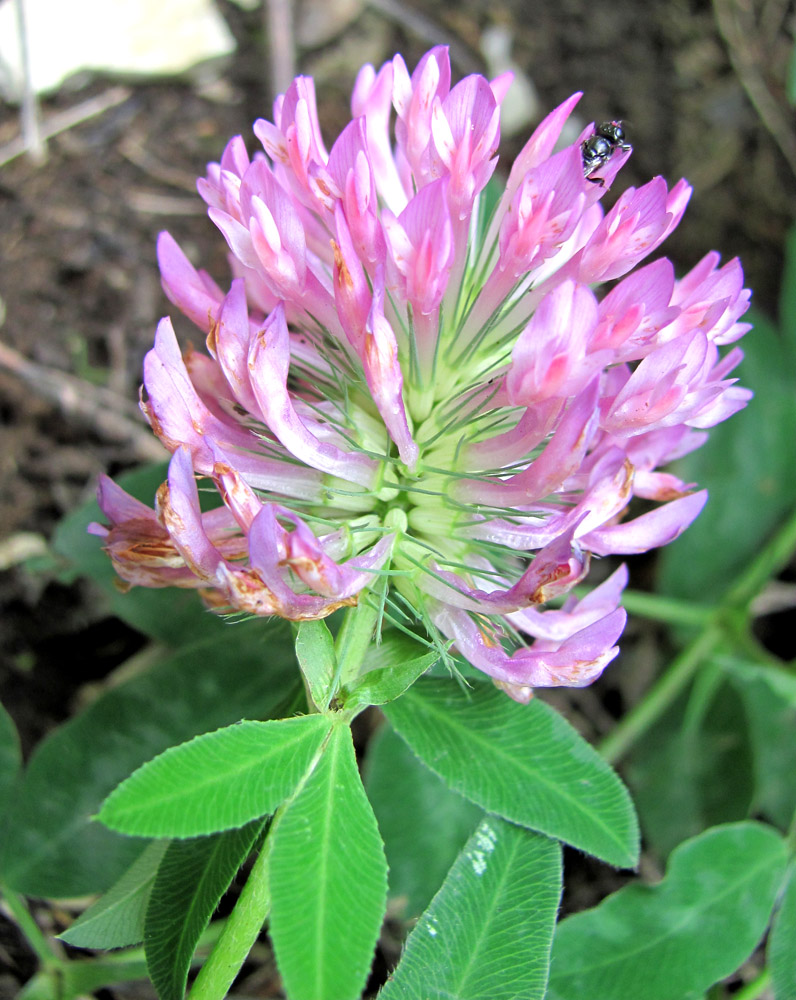 Изображение особи Trifolium medium.
