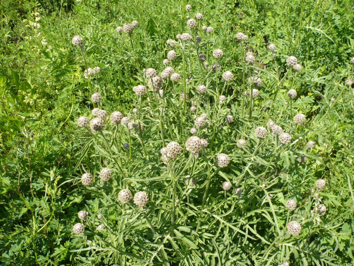 Image of Centaurea scabiosa specimen.