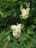 Filipendula ulmaria подвид denudata. Верхушки цветущих растений. Украина, Львовская обл., Дрогобычский р-н, г. Трускавец, Помярки, возле дороги на Трускавец. 14.06.2014.