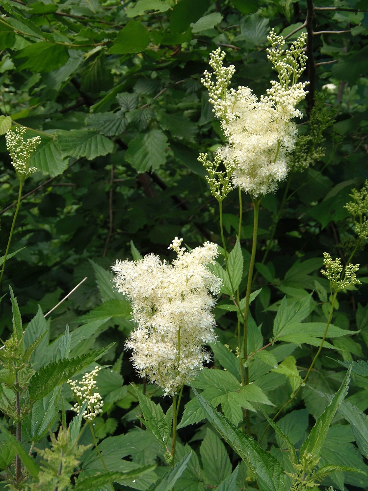 Image of Filipendula ulmaria ssp. denudata specimen.