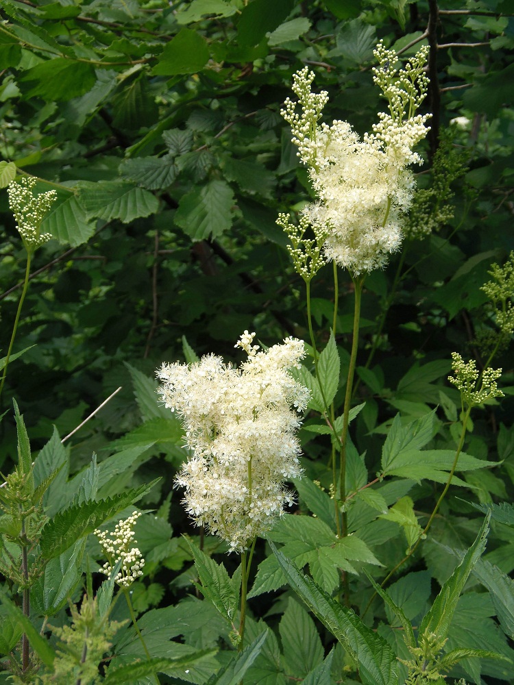 Изображение особи Filipendula ulmaria ssp. denudata.