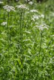 Achillea impatiens