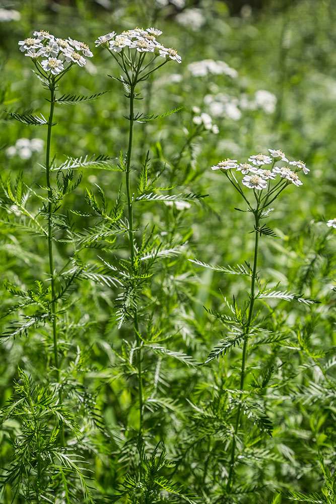 Изображение особи Achillea impatiens.