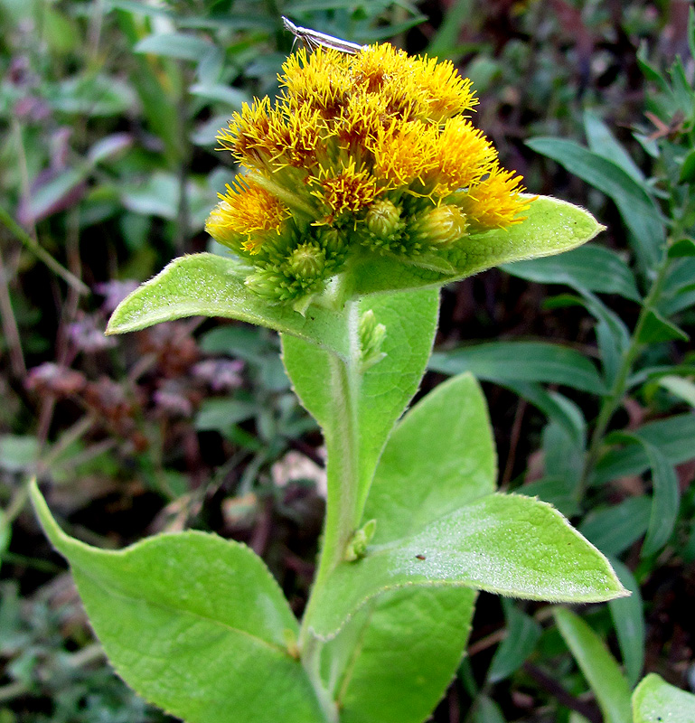 Изображение особи Inula thapsoides.