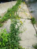 Sonchus arvensis ssp. uliginosus