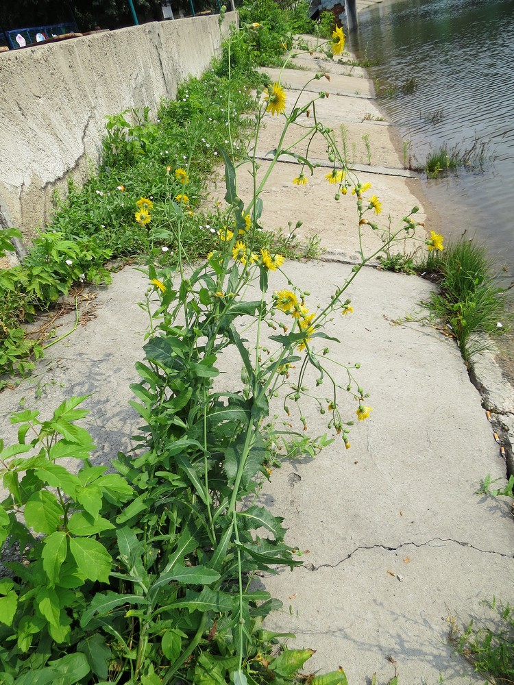 Изображение особи Sonchus arvensis ssp. uliginosus.