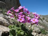 Primula minkwitziae