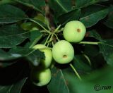 genus Malus