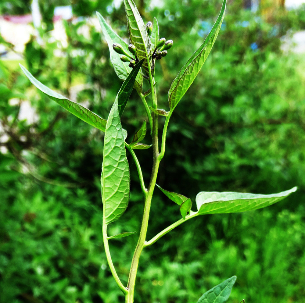 Изображение особи Solanum dulcamara.