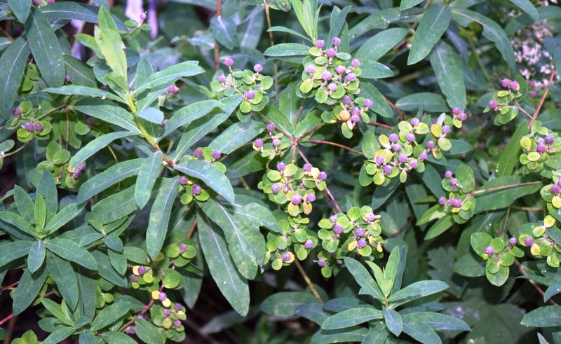 Image of Euphorbia carpatica specimen.