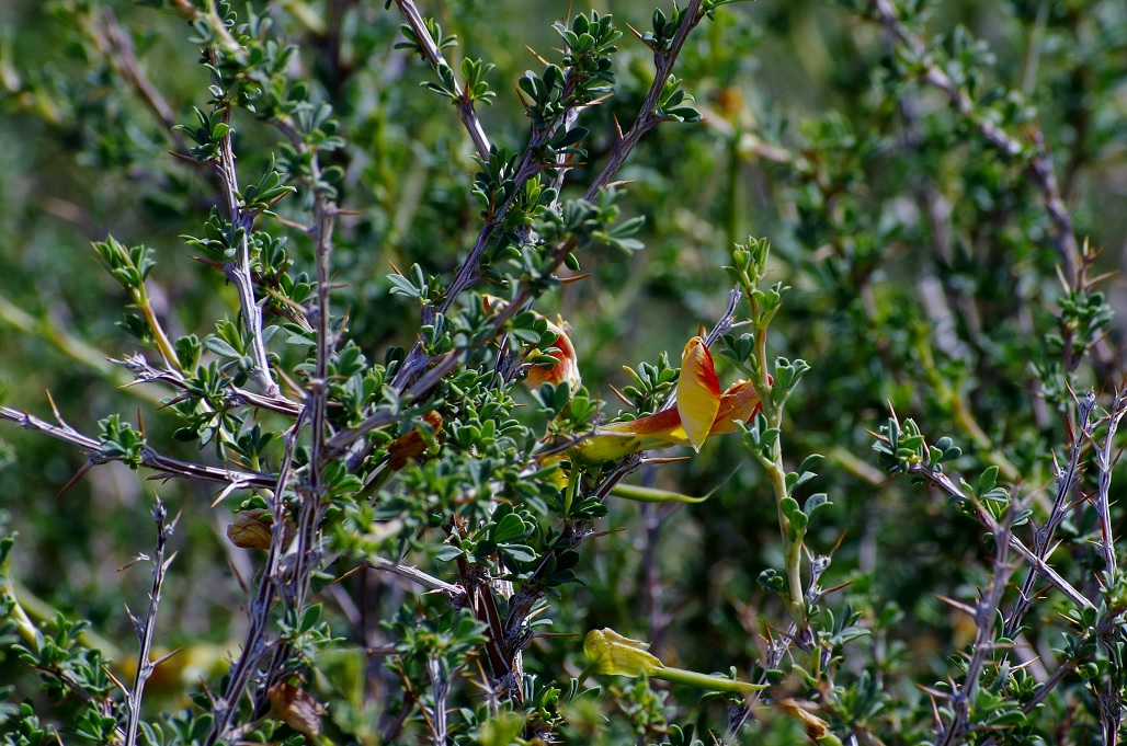 Image of Caragana kirghisorum specimen.