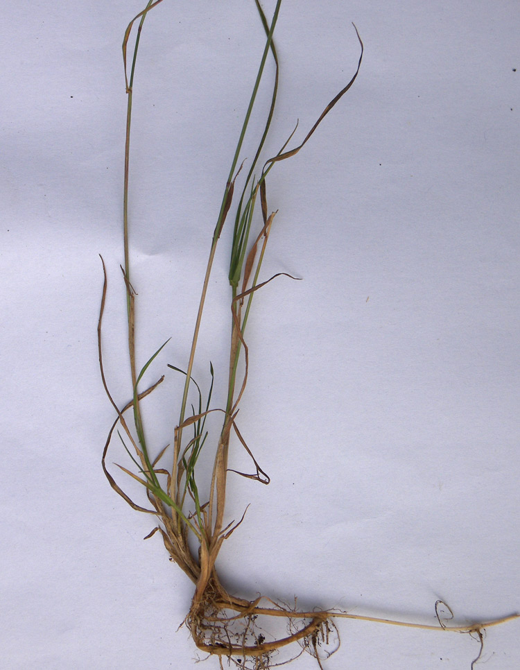 Изображение особи Agrostis clavata.