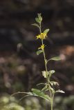 Solidago virgaurea. Верхняя часть растения, повреждённого насекомыми. Саратов, Кумысная поляна. 06.09.2014.