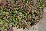 Ceratostigma plumbaginoides. Отцветающее растение. Германия, г. Дюссельдорф, Ботанический сад университета. 05.09.2014.