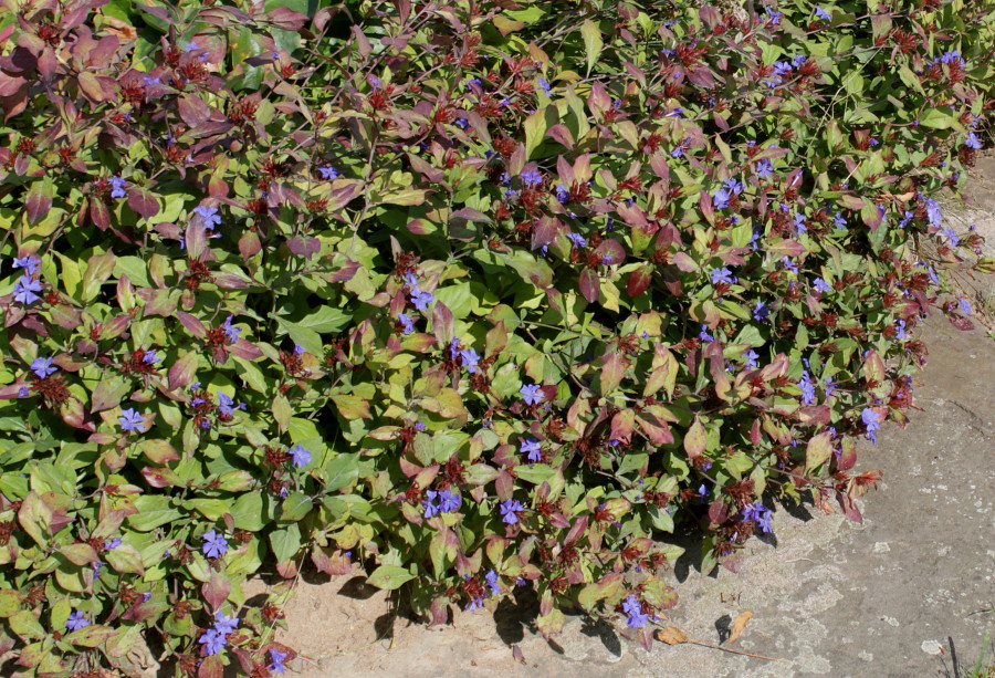 Image of Ceratostigma plumbaginoides specimen.